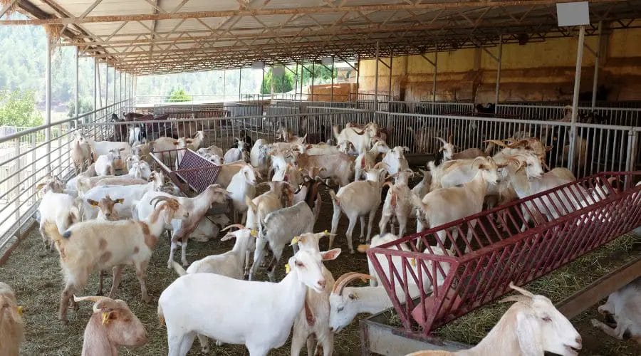 start goat farming business for profit