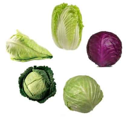 Varieties Of Cabbages | Cabbage Farming Guide