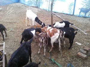 Collecting Quality Goats in a farm tips