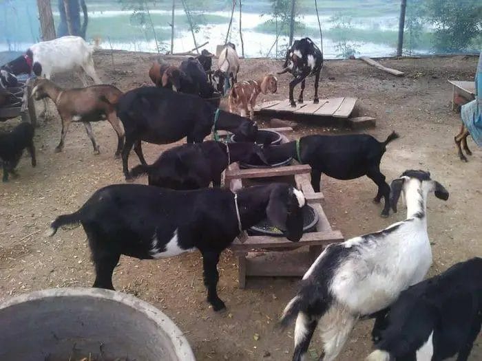 Black Bengal Goat Farm.