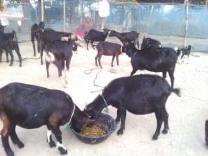 Benefit Of Black Bengal Goat Farming
