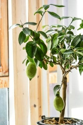 growing an indoor lemon tree