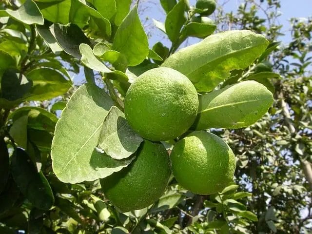 outdoor lemon tree from seed