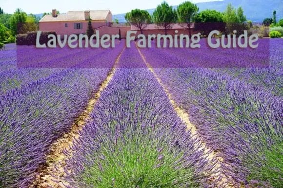 Lavender-Farming