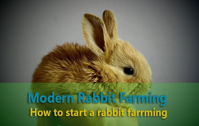 start rabbit farming