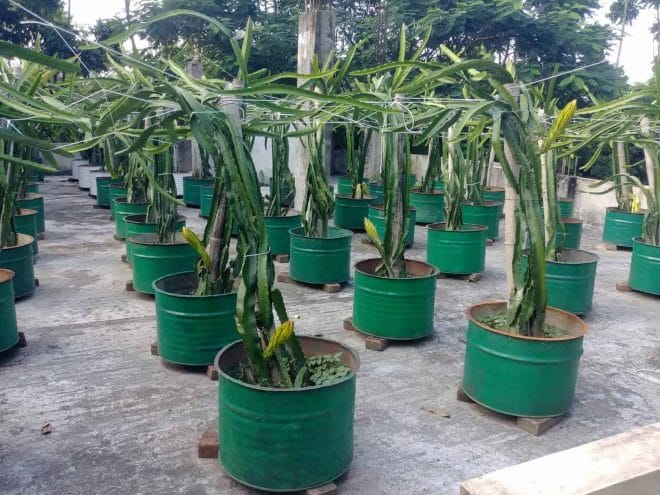 How to Grow Dragon Fruits in Pots