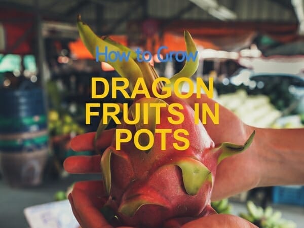 grow dragon fruits in pots- guide
