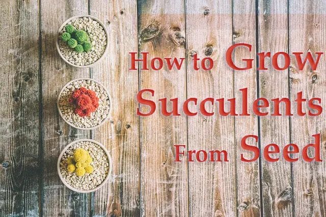 How to Grow Succulents from Seeds