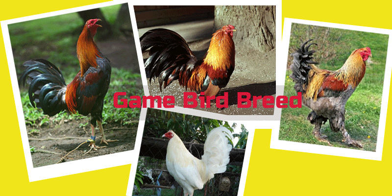 Game Chicken Breeds