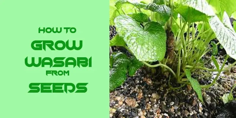 How to Grow Wasabi