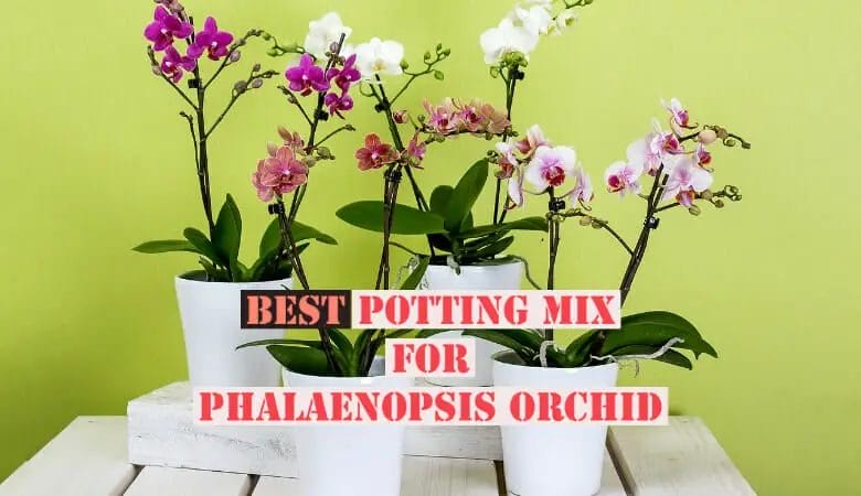 Best Potting Mix for Phalaenopsis Orchid