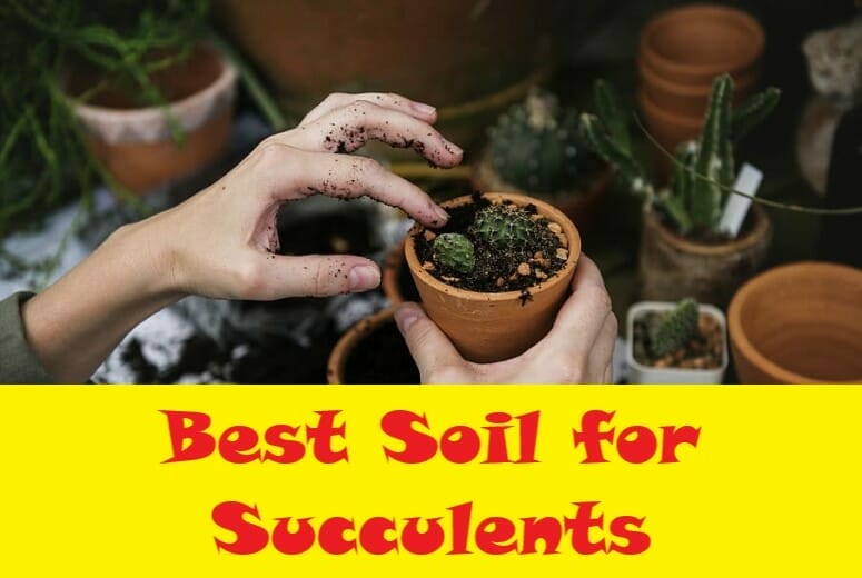 Best Soil for Succulents