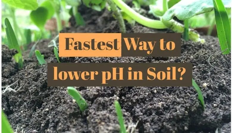 Fastest Way to lower pH in Soil