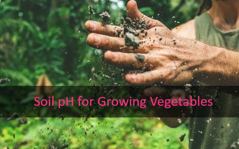 Soil pH for Growing Vegetables Chart