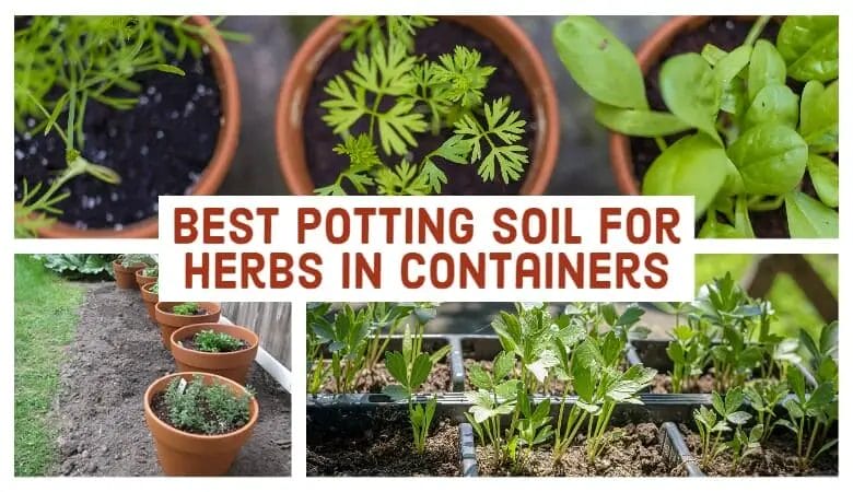 Best Potting Soil for Herbs in Containers