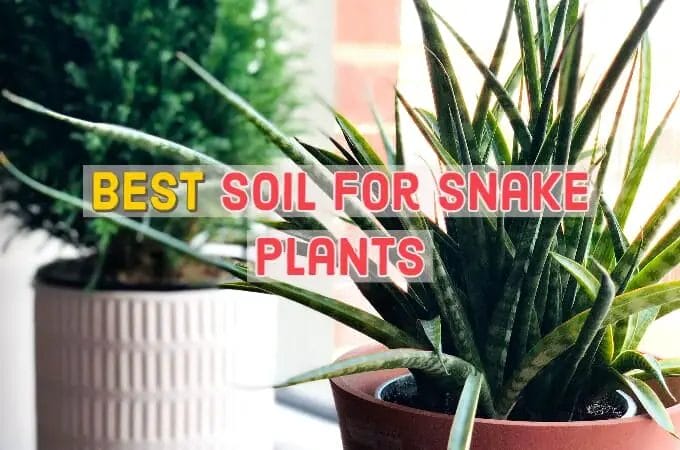 Best Soil for Snake Plants
