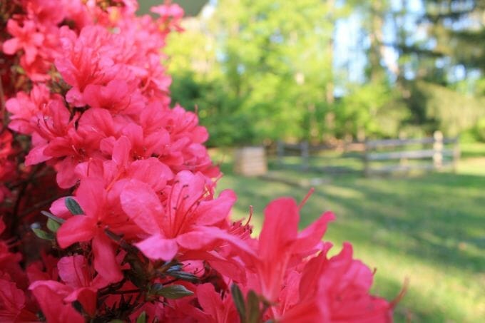 How to Fertilize Azalea for Optimal Growth and Blooms
