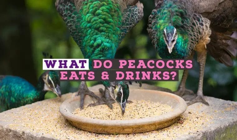 What Do Peacocks Eats & Drinks?