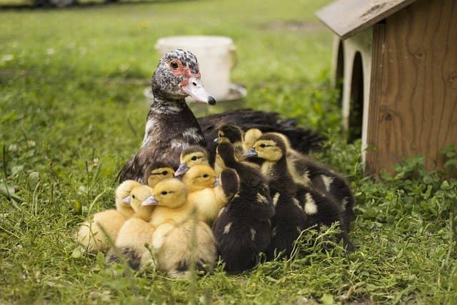 ducks- small farm animal 