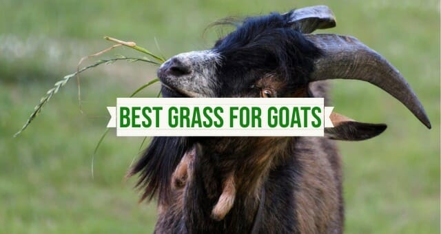 Best Grass for Goats to Eat