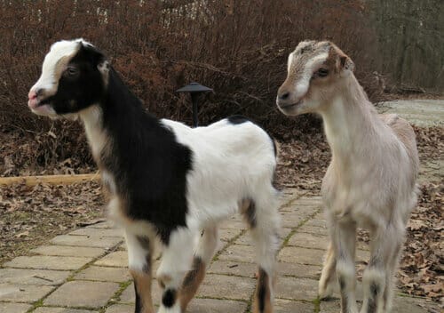 American Lamancha Goat