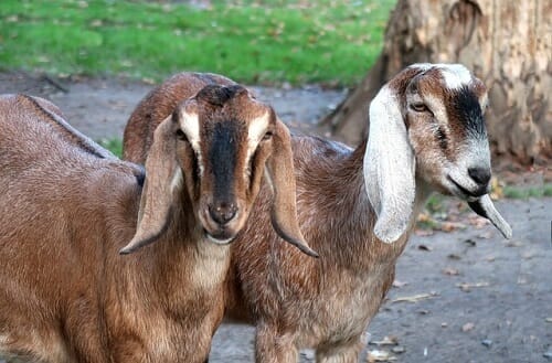 Anglo-Nubian Goat - Best goat for both milk and meat