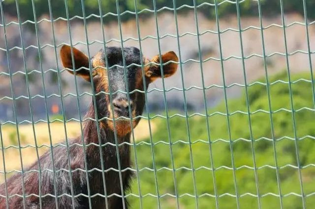 Best Electric Fences is for Goats, Portable and Durable