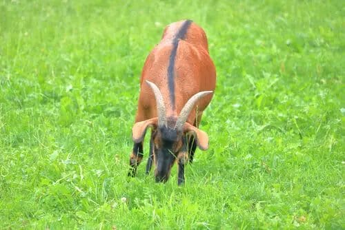 Oberhasli - Best Goat for High Quality Milk