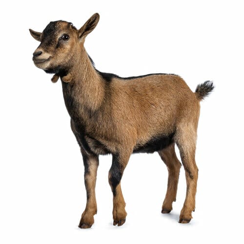 Pygmy Goat - Best For Meat