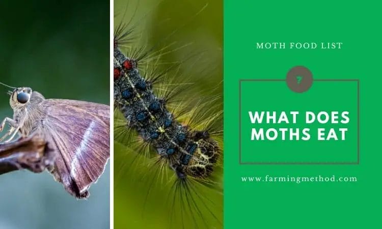 What Do Moths Eat?