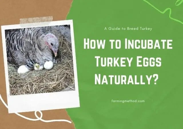 How to Hatch Turkey Eggs Without Incubator?
