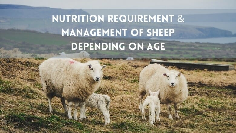 Nutrition Requirement of Sheep