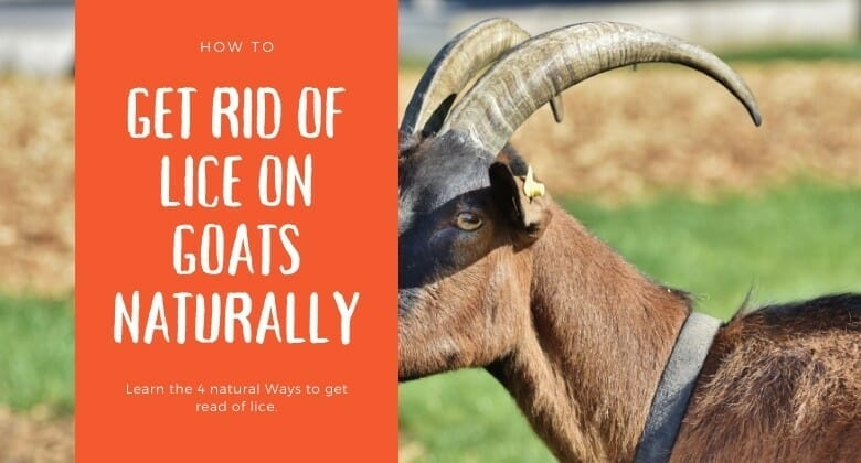 How to get rid of lice on goats organically