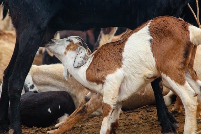 HOW TO INCREASE GOAT MILK PRODUCTION