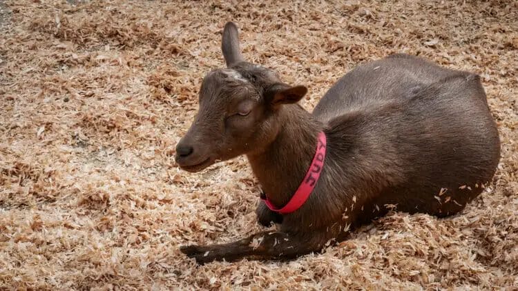 How to Tell If a Goat is Pregnant