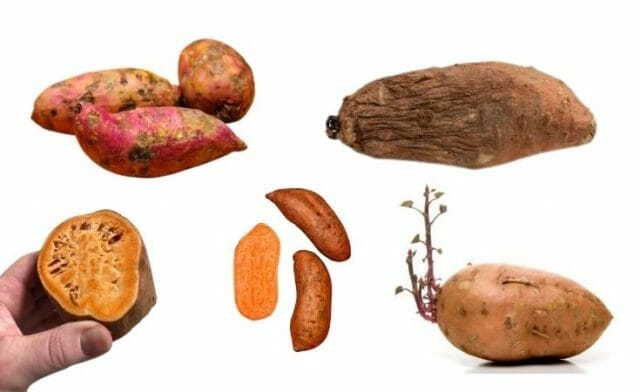 Bad sweet potatoes