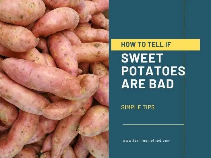 How to Tell if Sweet Potatoes Are Bad