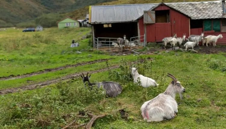 Barn -goat shalter on the ground