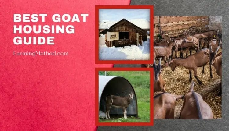 Best Goat House for Beginners