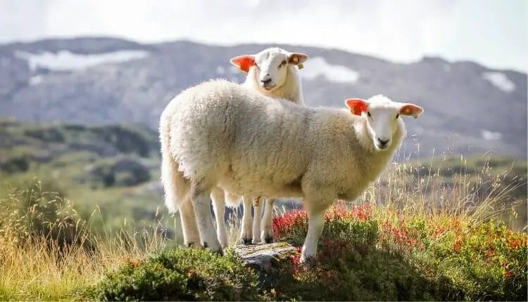 intensive sheep farming business plan