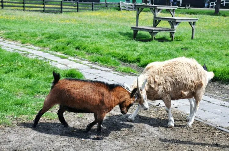 Goat headbutting with sheeps
