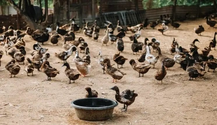 How to Start  Duck Farming Business