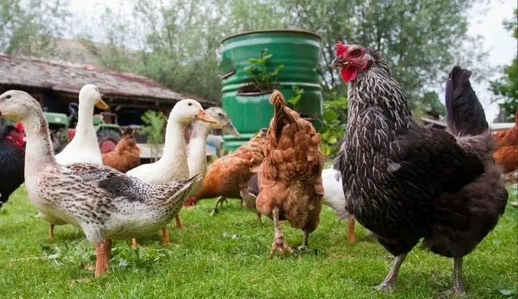 Integrated poultry-based systems 