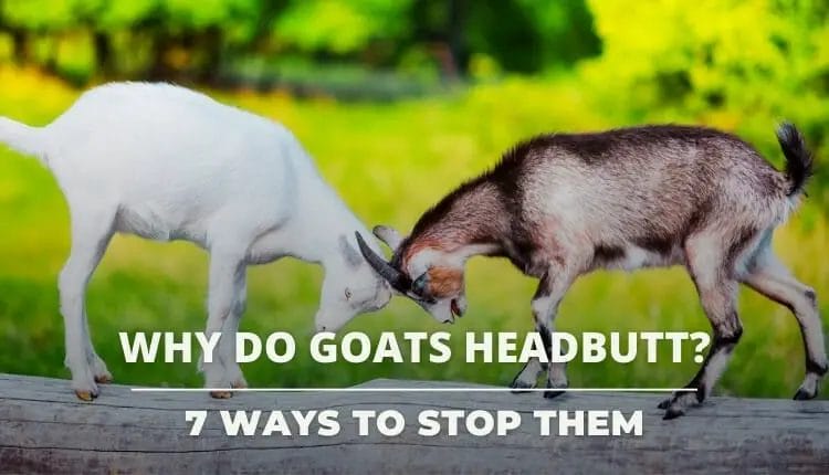 Why do Goats Headbutt & How to Stop them