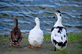 choose a duck breed for your farm