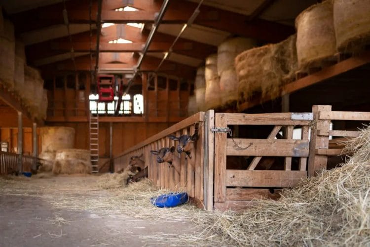 goats-barn-inside-view