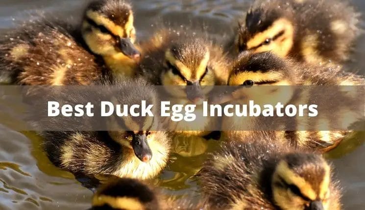 Best Duck Egg Incubators