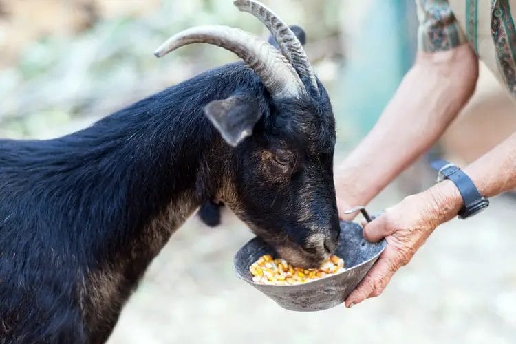 Goat eating corn