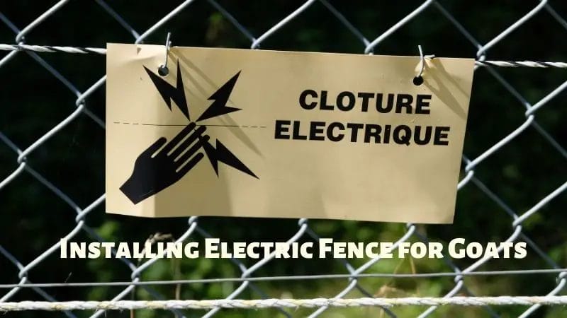 Installing Electric Fence for Goats