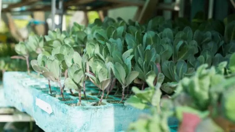 Growing Cabbage Seedlings Indoor